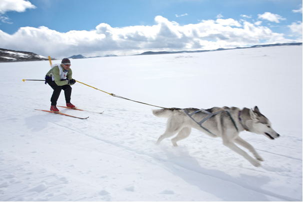 Skijoring – czyli gdzie wyjechać na narty z psem?